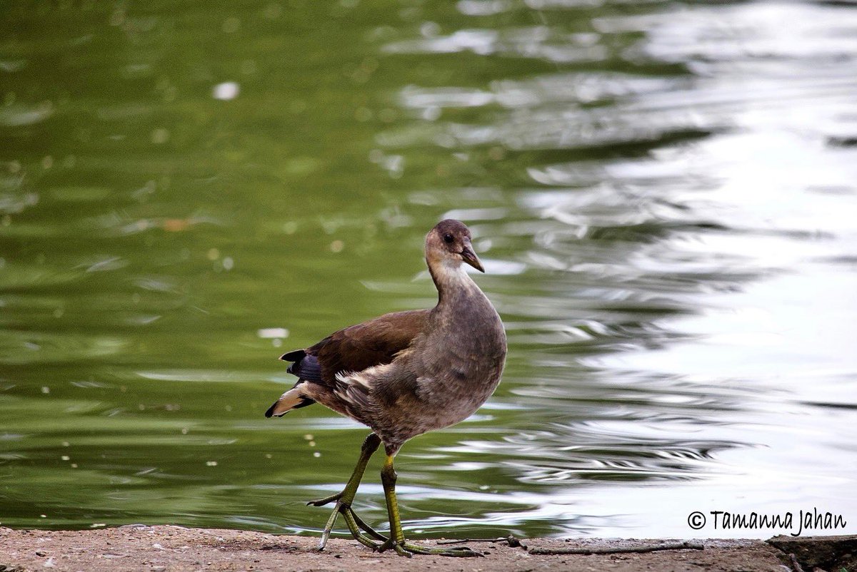 Tamjahan's tweet photo. Ducking around London…

After along time I went birding yesterday and took my Canon R. Best therapy ever! 

#ducking
#birding
#ducks
#tuft
#commonmoorhen 
#aythya
#duck
#nature
#nurture
#meditation
#motivation
#energy
#healing
#london
#allypally
#birdsofallypally https://t.co/nu1Y5a1soB