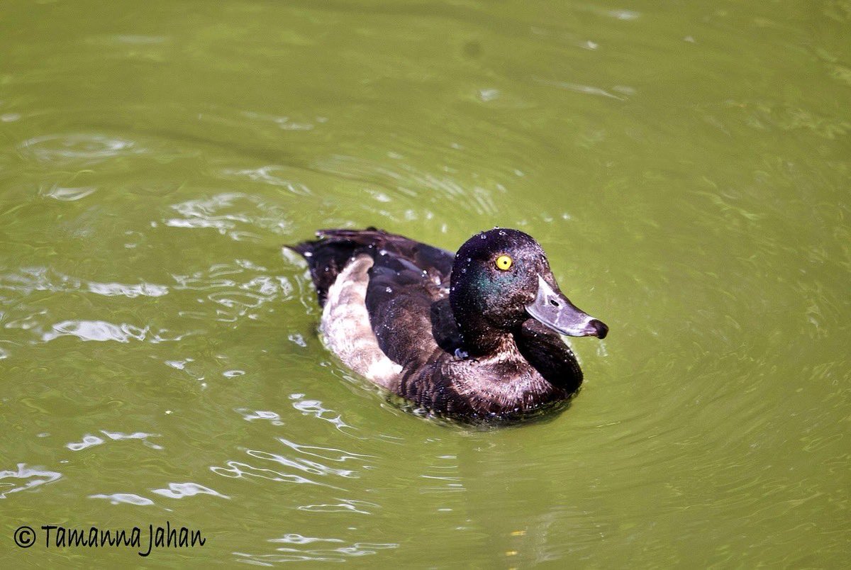 Tamjahan's tweet photo. Ducking around London…

After along time I went birding yesterday and took my Canon R. Best therapy ever! 

#ducking
#birding
#ducks
#tuft
#commonmoorhen 
#aythya
#duck
#nature
#nurture
#meditation
#motivation
#energy
#healing
#london
#allypally
#birdsofallypally https://t.co/nu1Y5a1soB