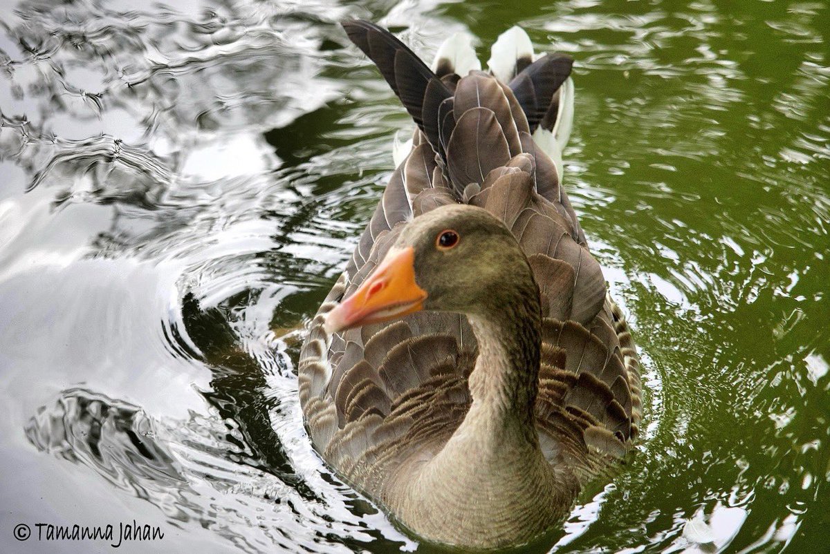 Tamjahan's tweet photo. Ducking around London…

After along time I went birding yesterday and took my Canon R. Best therapy ever! 

#ducking
#birding
#ducks
#tuft
#commonmoorhen 
#aythya
#duck
#nature
#nurture
#meditation
#motivation
#energy
#healing
#london
#allypally
#birdsofallypally https://t.co/nu1Y5a1soB