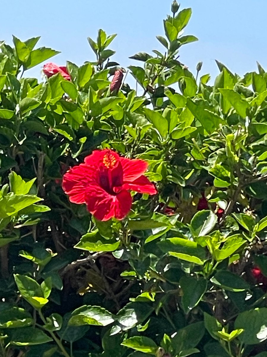 kiraiscool1's tweet photo. more vacation pics 🌺🌿 https://t.co/SGoU3x7DfW