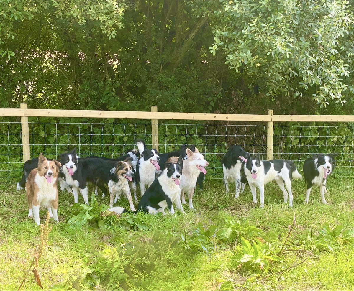 Chilling 😎  

We have so many lovely collies looking for their forever home.  If that might be you then please send us a private message and we can share our adoption process 🥰