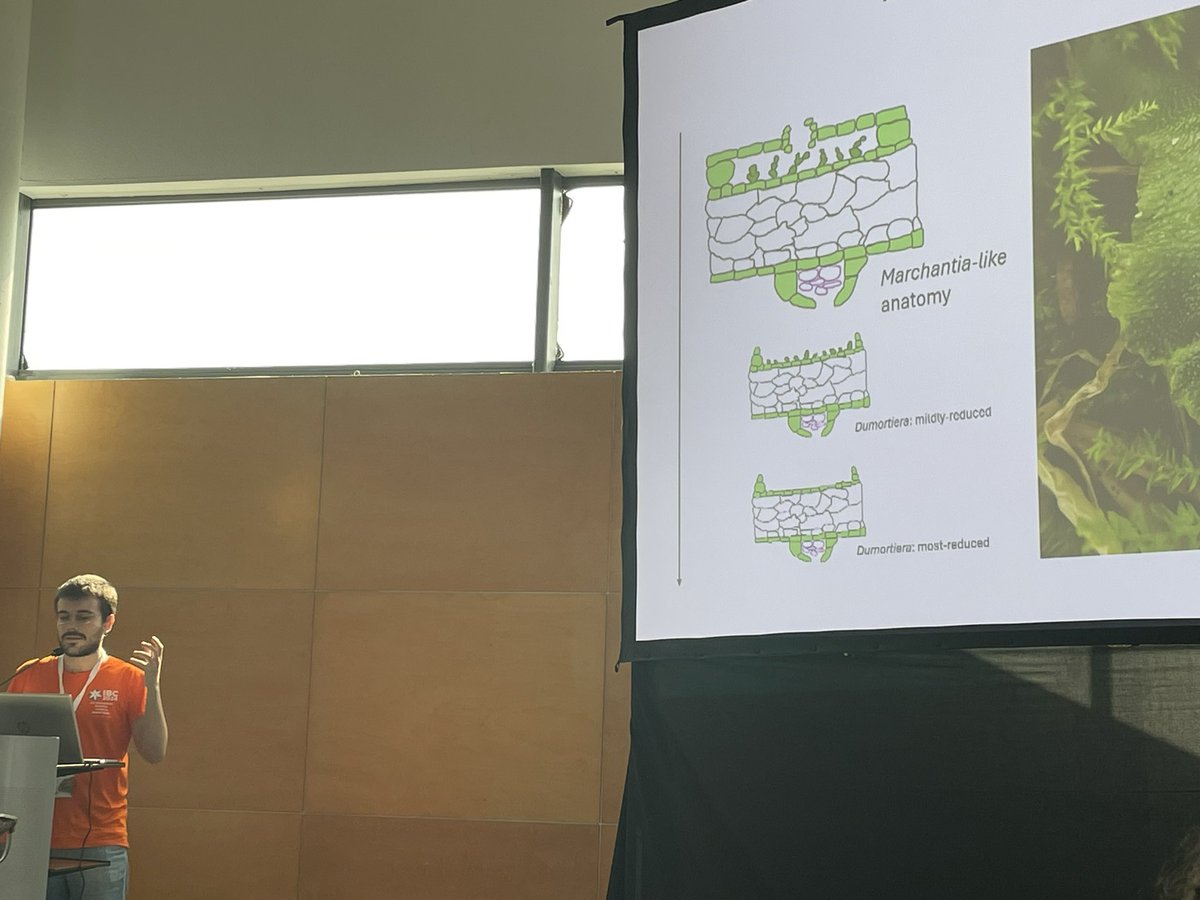 Yesterday’s wonderful talk on Dumortiera hirsuta by <a href="/feelsdaviz/">David Horcajada Tejero</a> at #IBC2024. Great explanation of the morphological diversity of the species and lots of question still to address