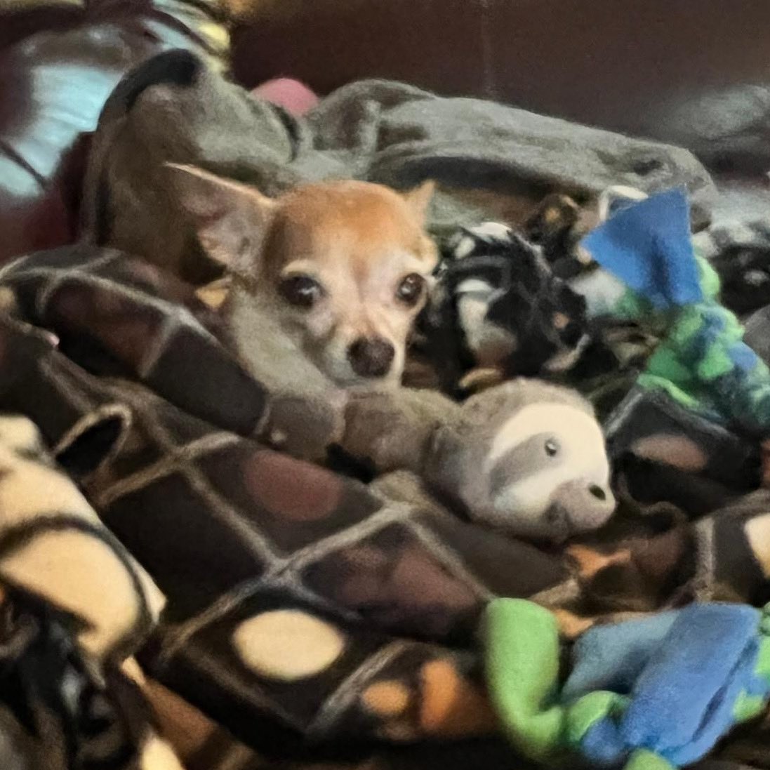 Live Like Roo Foundation tweet media