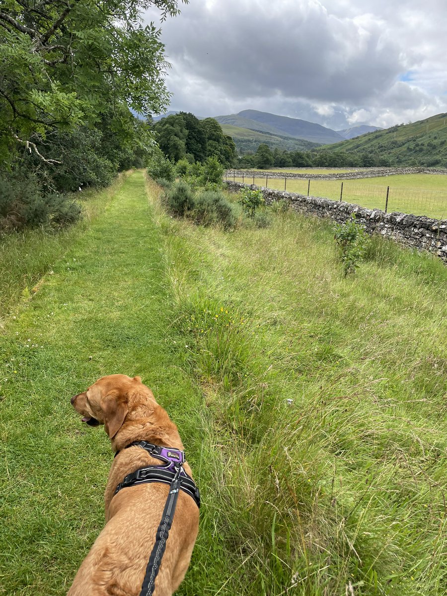 Maree Todd tweet media