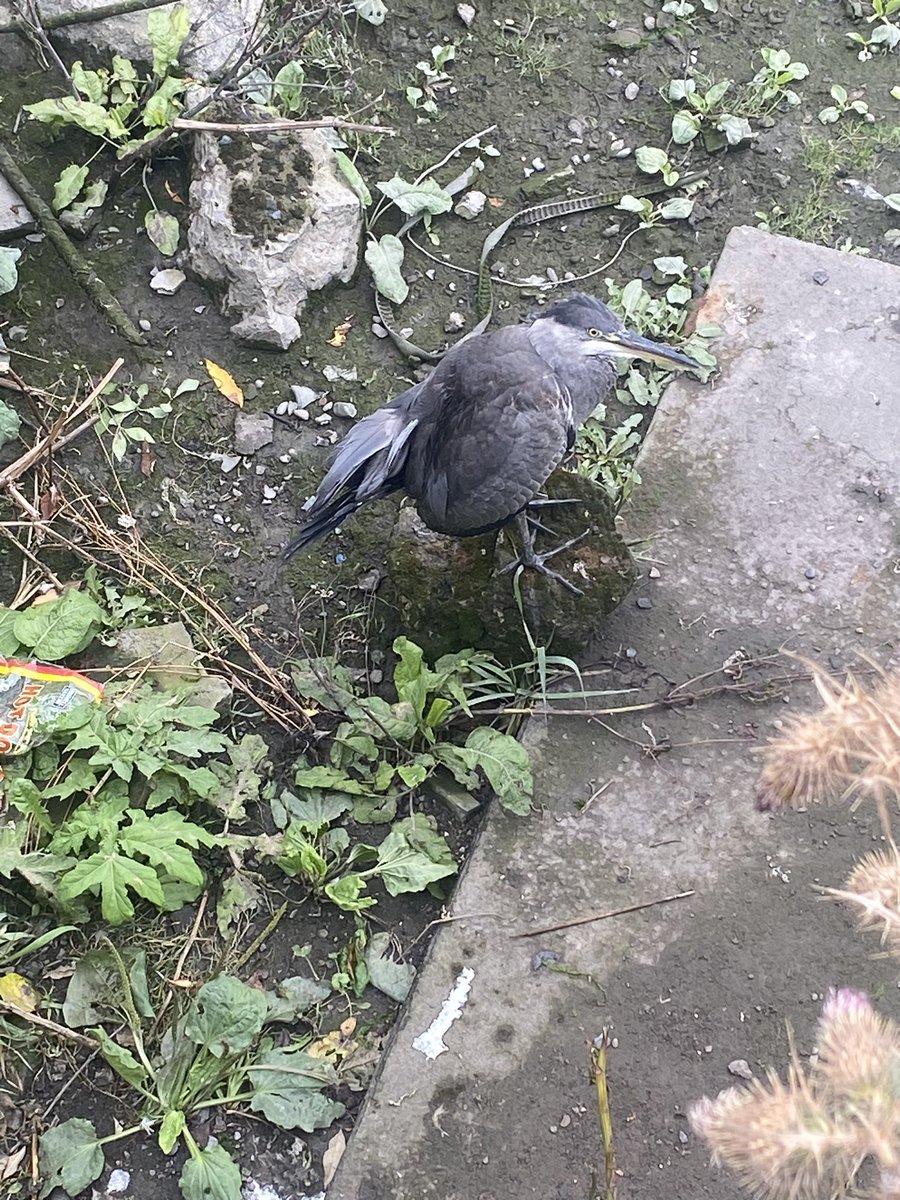 mosnedd's tweet photo. @Irishwildlife Herron with broken wing in the Tolka at east wall bridge https://t.co/2cN8XRutyO