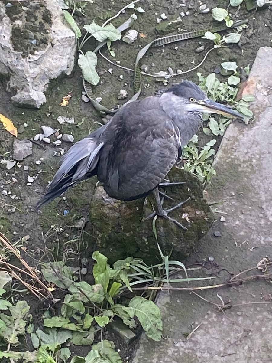mosnedd's tweet photo. @Irishwildlife Herron with broken wing in the Tolka at east wall bridge https://t.co/2cN8XRutyO