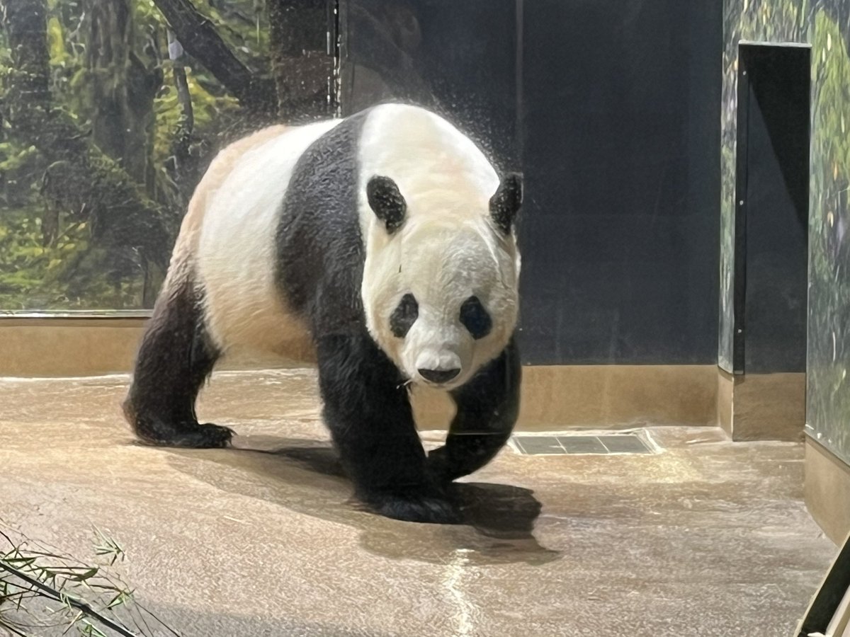 o_ya_ko's tweet photo. 昨日の思い出
上野動物園初めのパンダ🐼😍

ホテルにbbl magazine発見！

ビルボードライブ会場へ

1番後ろの席めちゃ高い椅子　丸テーブル
よく見えました　楽しかった　席取れてよかった　はっちゃんをはじめみんなカッコよかった

#はっちゃんBillboard https://t.co/HUxNHG5YBG