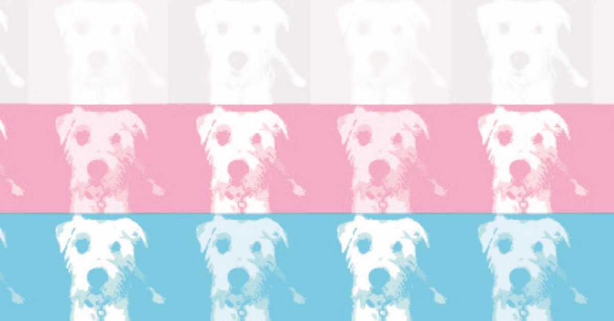 wearequeerwell (@wearequeerwell) on Twitter photo Happy #TransPride to all the fabulous trans and non-binary people out there from all <a href="/wearequeerwell/">wearequeerwell</a> . You are brave and are loved. If you are an ally be an active one: celebrate Trans people, talk about Trans people, normalise the conversation, challenge the misinformation! Happy #TransPride to all the fabulous trans and non-binary people out there from all <a href="/wearequeerwell/">wearequeerwell</a> . You are brave and are loved. If you are an ally be an active one: celebrate Trans people, talk about Trans people, normalise the conversation, challenge the misinformation!