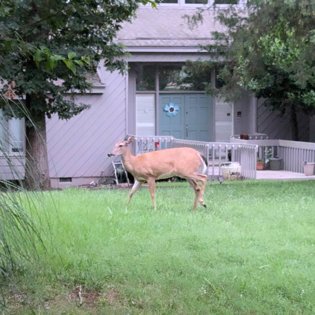 JPersinski's tweet photo. Cutback week!  9 humid miles through Piper Glen and Raintree 🙌 #longrunsaturday #loveliverun #chicagomarathontraining https://t.co/T9aantS1k5