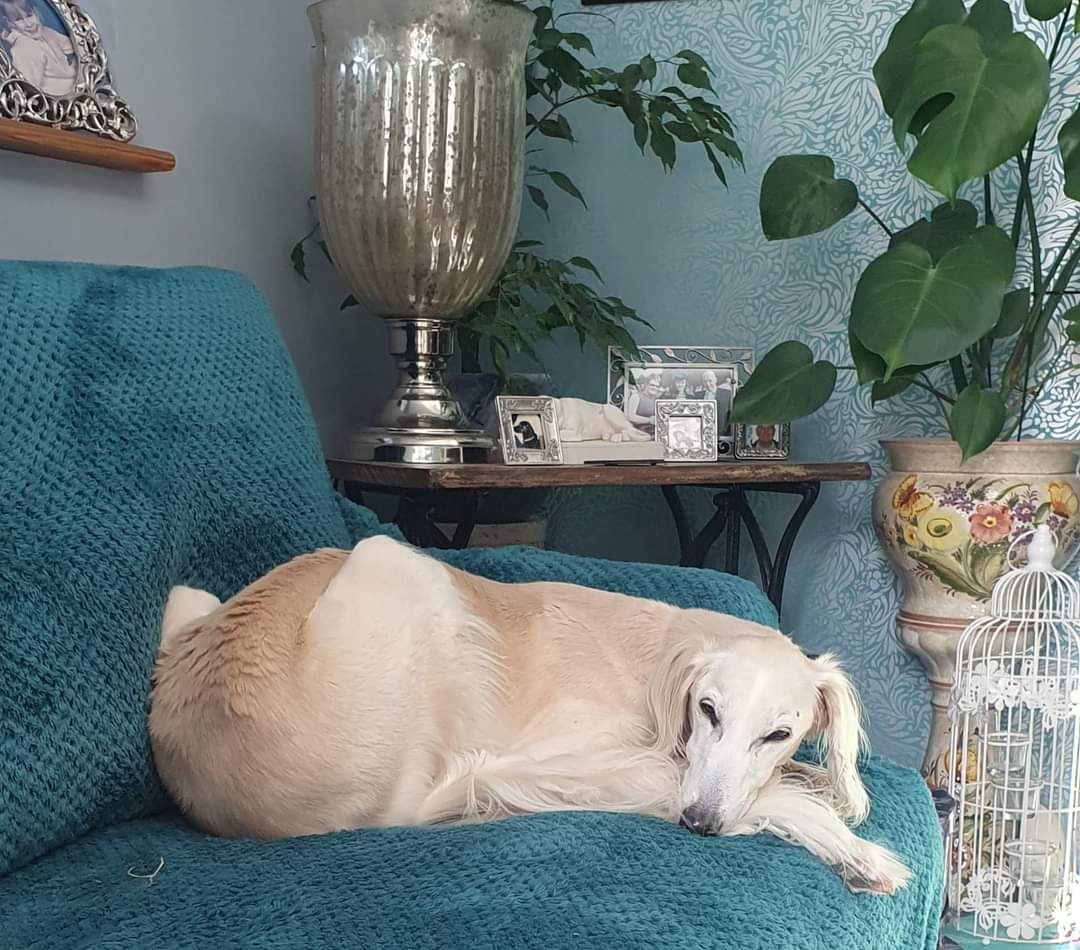 Rod Steele tweet media