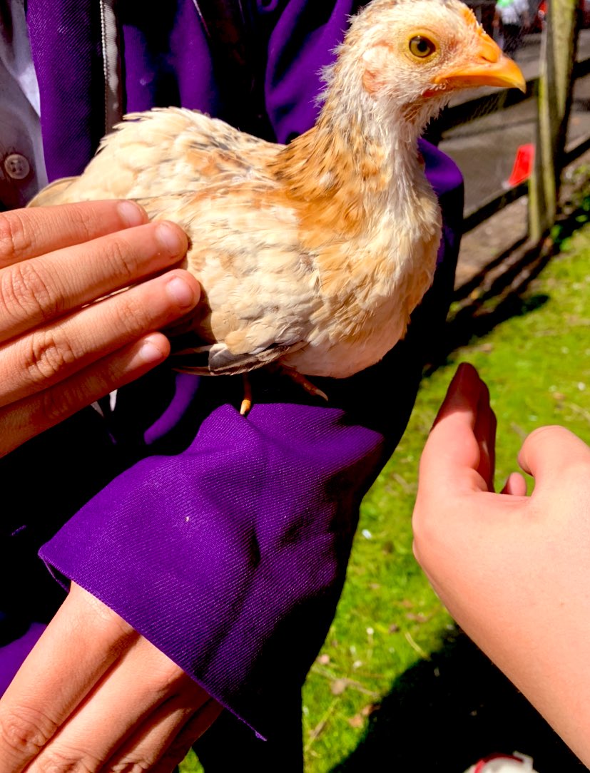 Whilst at Brades Lodge, pupils were also able to spend time in their forest schools area- meeting their chicken family! <a href="/AldersleyHighSc/">AldersleyHighSchool</a>