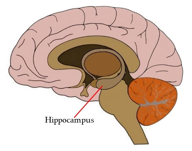 “Kenangan hanya untuk dikenang, bukan untuk menahan kita di masa lalu"

Bukan tweet dari akun quotes, tapi dari Professor Lee In ah, dosen jurusan Brain and Cognitive Sciences dari Seoul National University Graduate School .

Professor ini menjelaskan Hioppocampus, salah satu