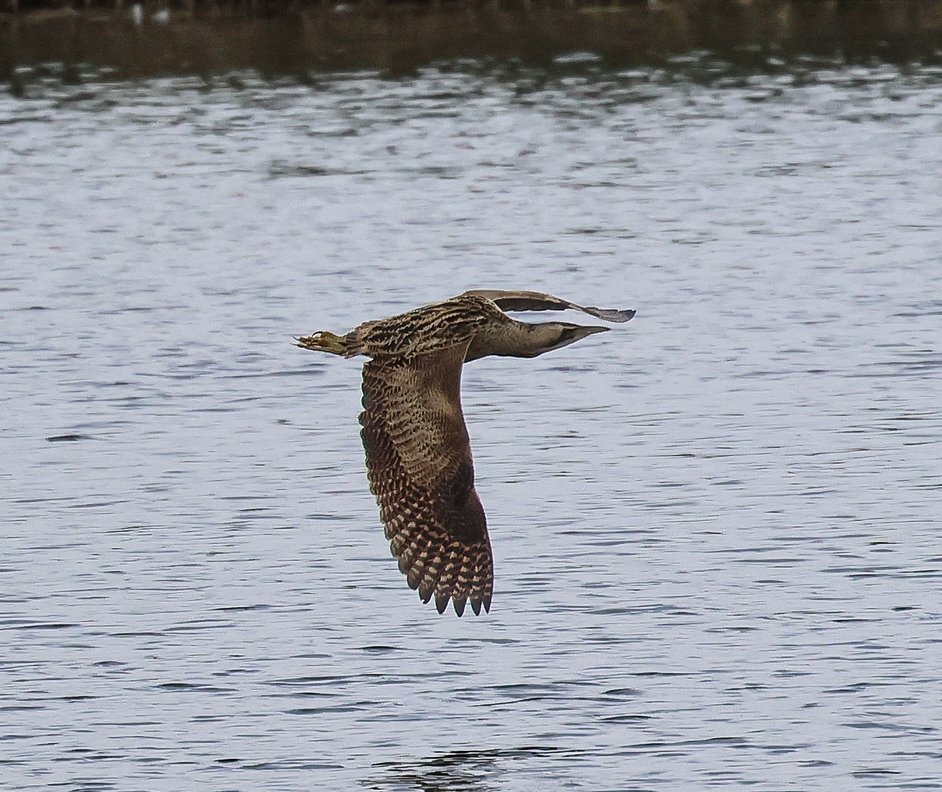 Bolton on Swale gp am European Bittern had one or two in winter so this was a surprise 😃