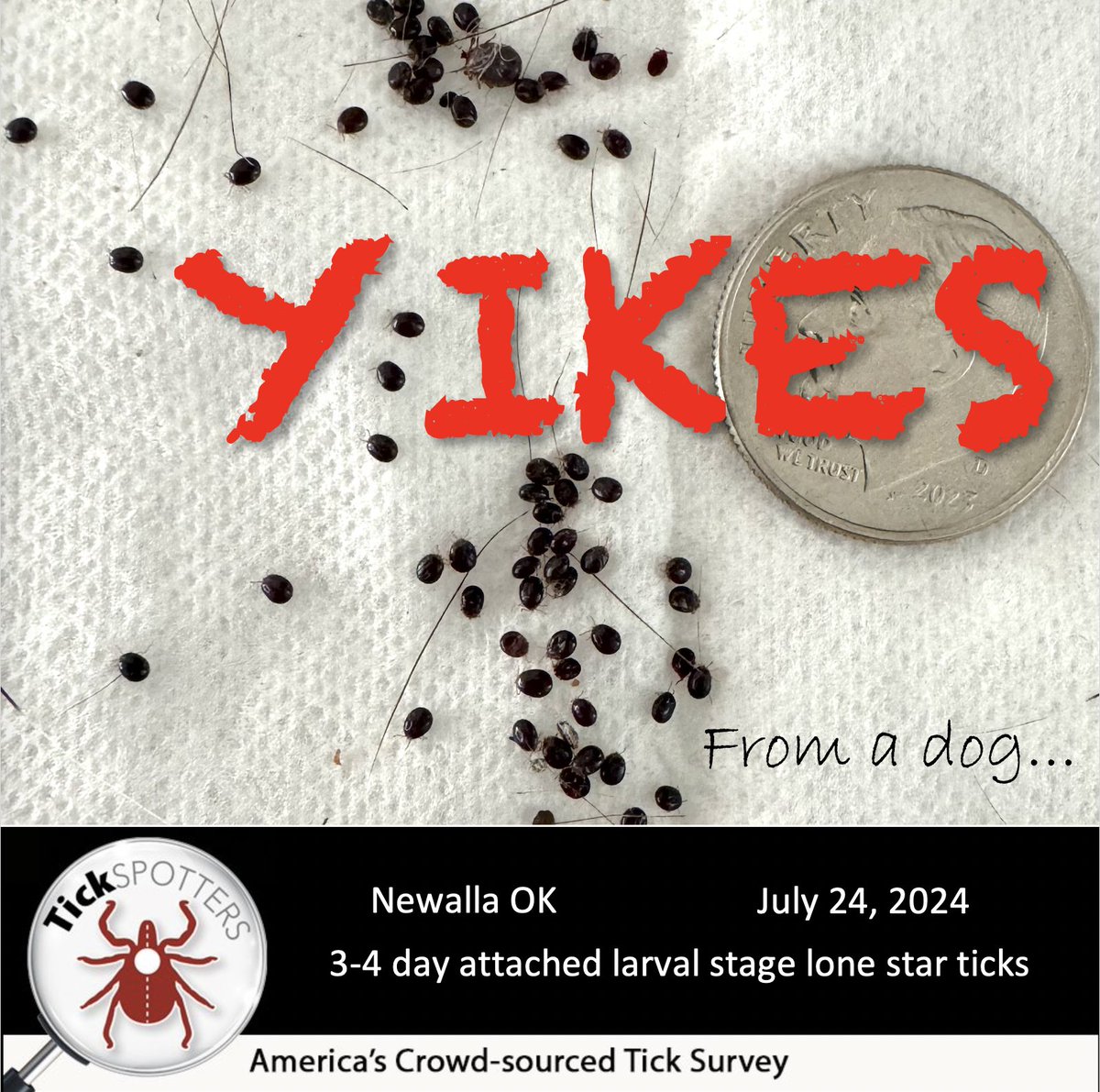 It’s that time of year when LARVAL TICKS become active. They hatch from egg clusters—mostly disease-free—but it’s very common to encounter many. They can be hard to notice until they’re full of blood, 3-4 days after attaching. How to prevent LARVAE bit.ly/ticks_so_small1