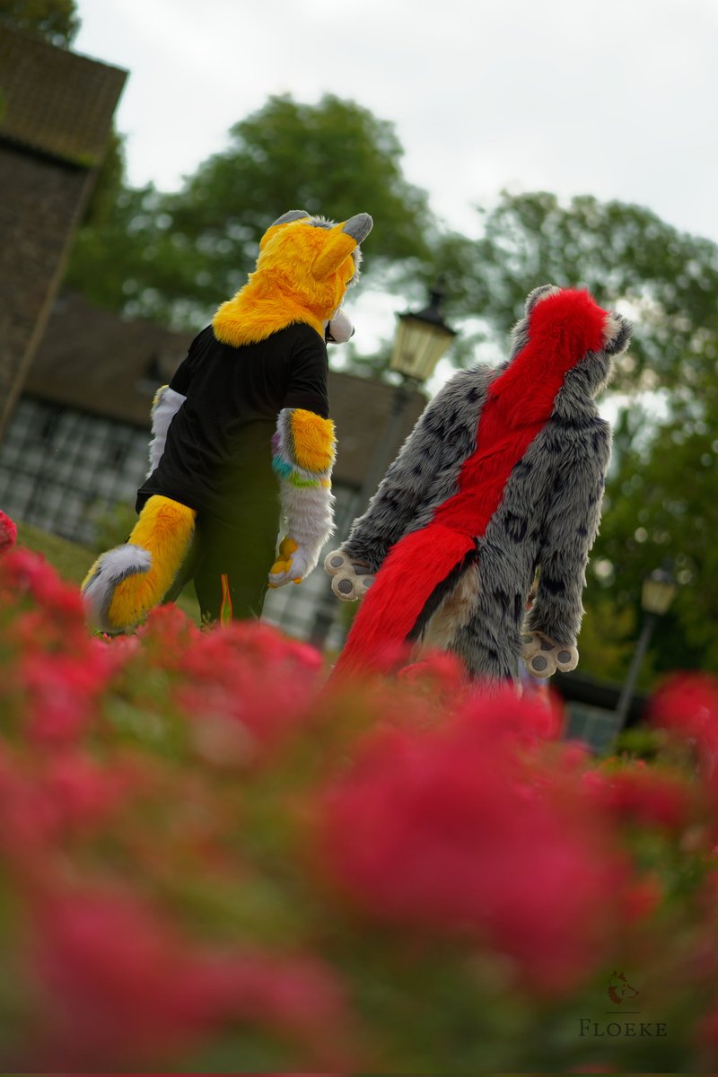 Let's go for a walk with <a href="/LemontheHusky/">Lemon</a> and <a href="/Marty_Snep/">Marty</a>