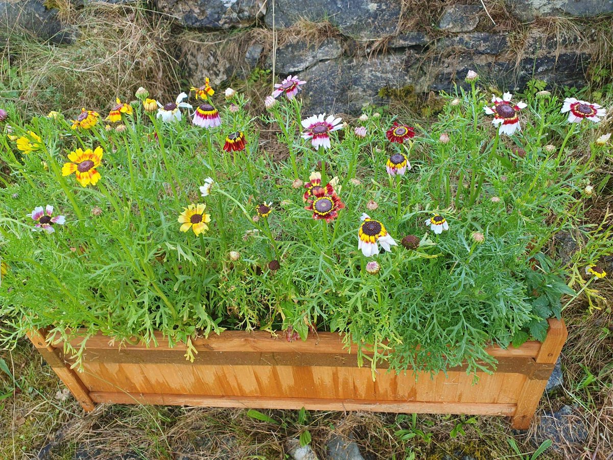 Seeds To Suit (@seedstosuit) on Twitter photo Wonderful feedback from a customer! These beautiful flowers were grown from a packet of seeds from one of our Christmas Crackers! Crackers and Advent Calendars will be available again from early November but be quick, last year they sold out in a week!
#seedstosuit #qualityseeds Wonderful feedback from a customer! These beautiful flowers were grown from a packet of seeds from one of our Christmas Crackers! Crackers and Advent Calendars will be available again from early November but be quick, last year they sold out in a week!
#seedstosuit #qualityseeds