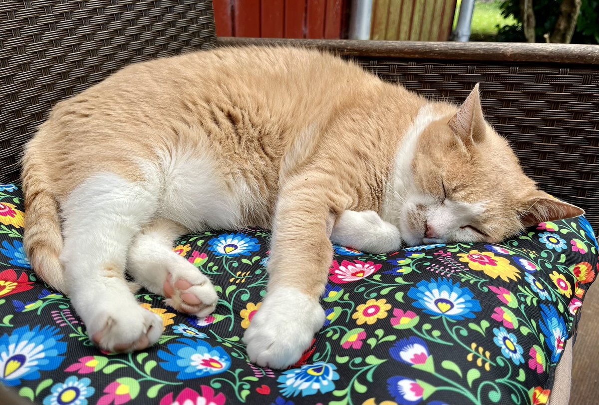 Happy #Caturday #CatsOfX #CatsOfTwitter