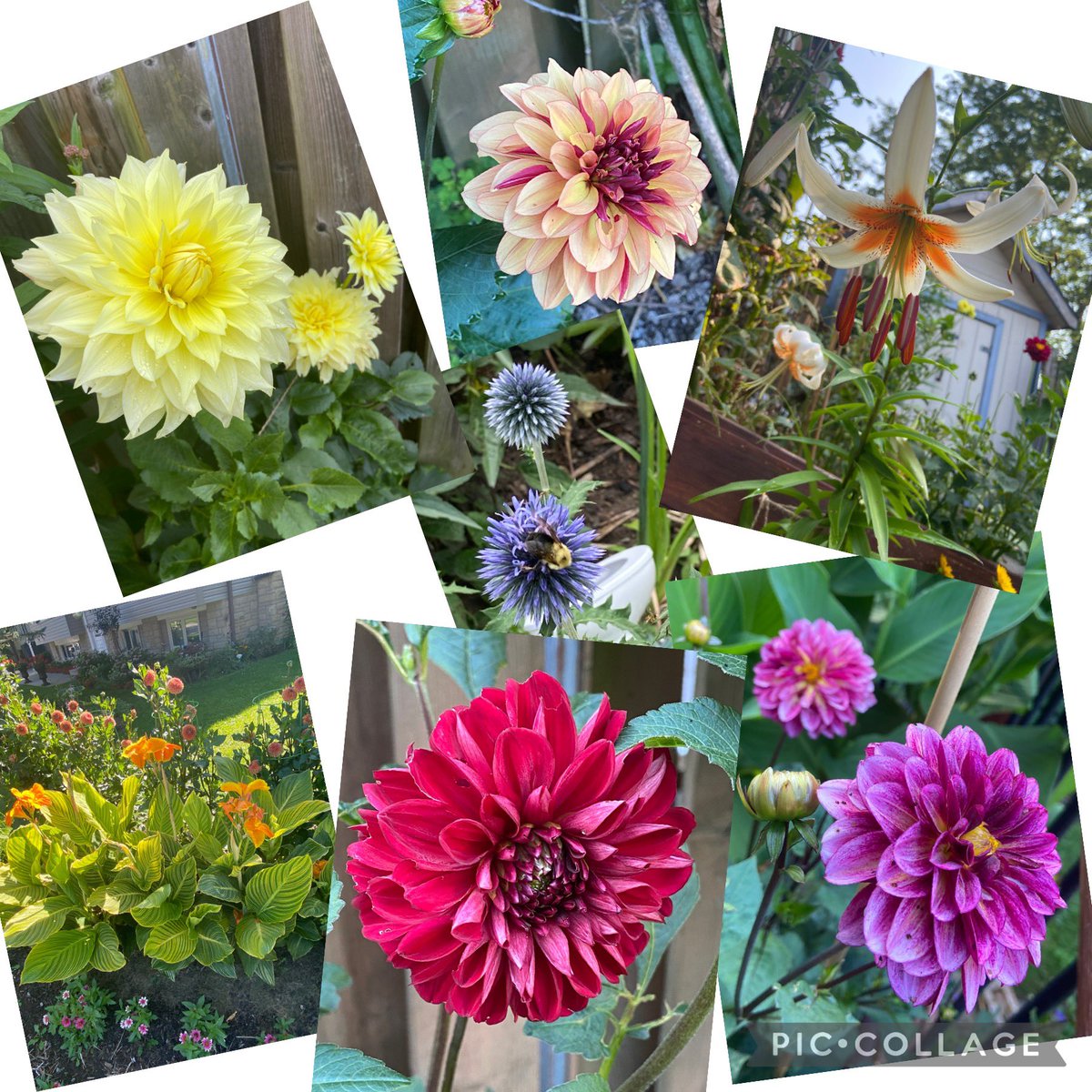 🌻David A Bradshaw (@caledoniablooms) on Twitter photo 