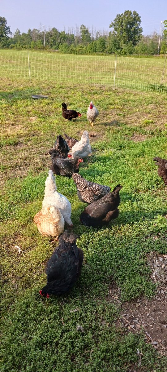 My son learned about chicken care on the fly while neighbours take a vacay!  Rules: Carry a big stick for the roosters, pet the nice hens, clean the water, and keep rats &amp; raccoons out. <a href="/InTownAndOut/">CBC In Town and Out</a> #Metcalfe resident. Good to hear other folks are learning, too. #26chickens