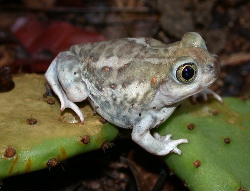 Many of you on Facebook guessed correctly that yesterday’s #Identifriday was the Plains Spadefoot Toad (Spea bombifrons)! Great job!

📸: John D. Wilson #toad #herps #midwest #mwparc #biology #conservation