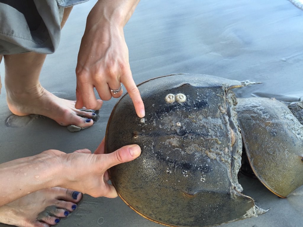 GMNH Zoology (@gmnhzoology) on Twitter photo Curator @wareslab and colleagues (including <a href="/ewers_c/">Christine Ewers</a> partially pictured here) just funded by NSF to study phylogeny and population biology of coronuloid barnacles globally — stay tuned! Curator @wareslab and colleagues (including <a href="/ewers_c/">Christine Ewers</a> partially pictured here) just funded by NSF to study phylogeny and population biology of coronuloid barnacles globally — stay tuned!