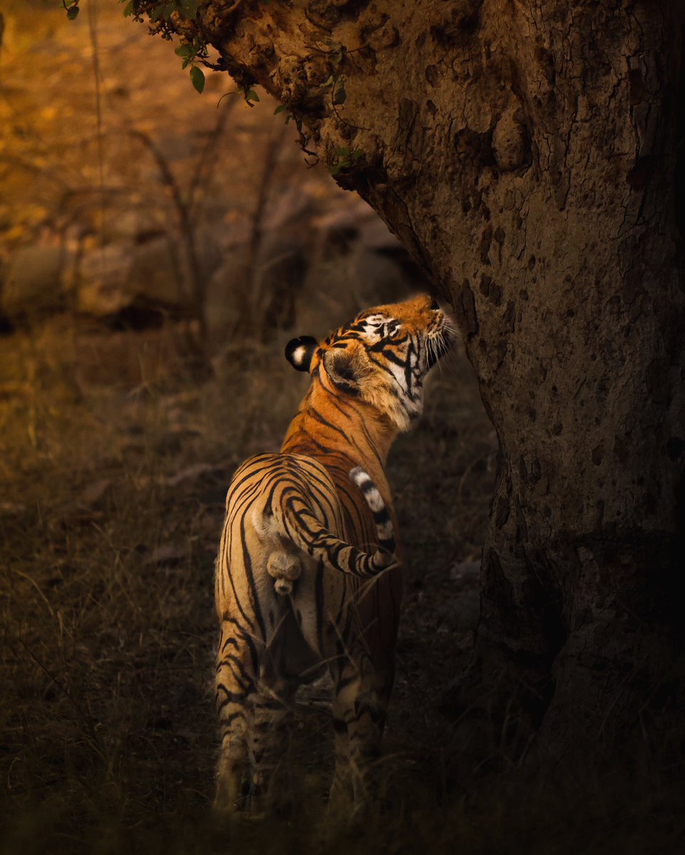 RamBalajiX's tweet photo. Sometimes the most powerful perspectives come from behind 

Camera @Canon_India R6
#wildlifephotography #wildlife 
#natgeo #natgeoindia #capturedoncanon #AnimalKingdom #WildlifeAdmiration #NatureGrace @NatGeo @NatGeoIndia https://t.co/Kp1NZcabKA
