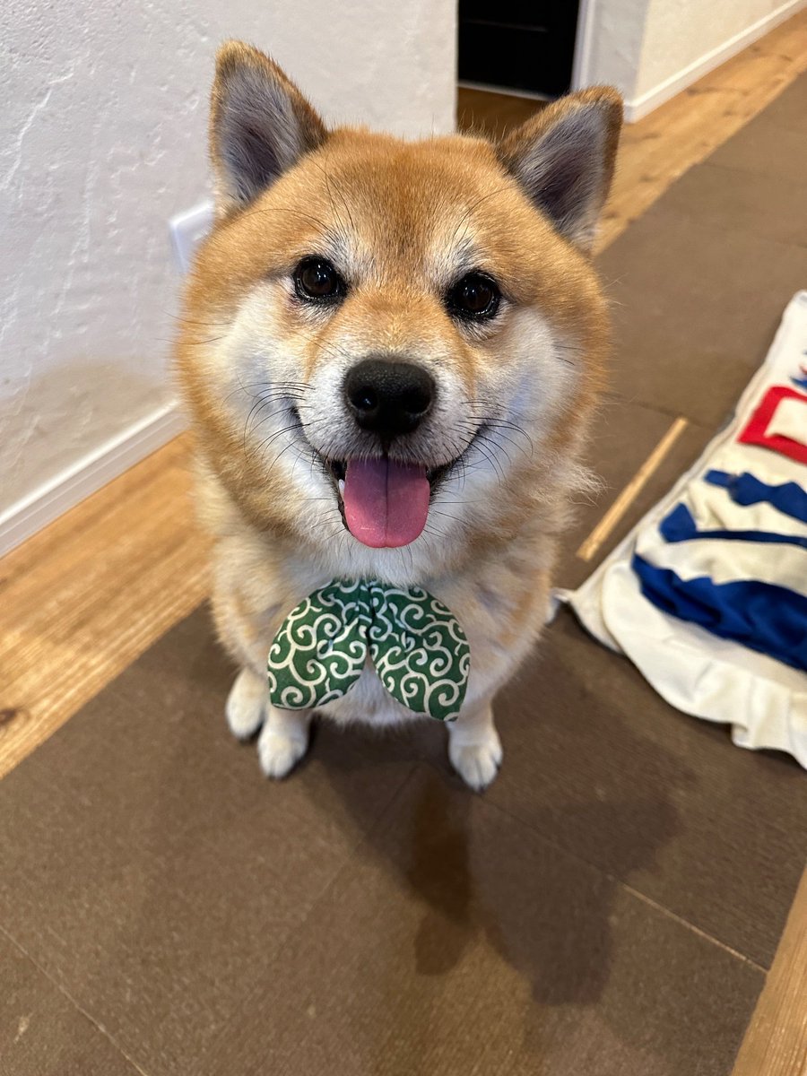 11年間の柴犬かぼすちゃんと桜を振り返る｜いぬのきもちWEB MAGAZINE