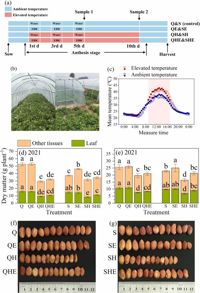 Chen_yinglong's tweet photo. Our new research shows #epibrassinolide mitigates #peroxidation damage caused by #ROS accumulation to chloroplast membrane and grana lamella in #heat-stressed #peanut plants
https://t.co/4icqRf3949
@sciencedirect @ElsevierConnect @UWAresearch @IOA_UWA @SAgE_UWA @Stressed_plants https://t.co/6Qp1Wj4282