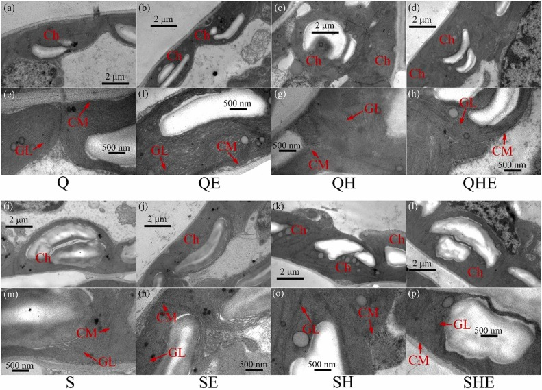 Chen_yinglong's tweet photo. Our new research shows #epibrassinolide mitigates #peroxidation damage caused by #ROS accumulation to chloroplast membrane and grana lamella in #heat-stressed #peanut plants
https://t.co/4icqRf3949
@sciencedirect @ElsevierConnect @UWAresearch @IOA_UWA @SAgE_UWA @Stressed_plants https://t.co/6Qp1Wj4282