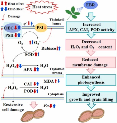 Chen_yinglong's tweet photo. Our new research shows #epibrassinolide mitigates #peroxidation damage caused by #ROS accumulation to chloroplast membrane and grana lamella in #heat-stressed #peanut plants
https://t.co/4icqRf3949
@sciencedirect @ElsevierConnect @UWAresearch @IOA_UWA @SAgE_UWA @Stressed_plants https://t.co/6Qp1Wj4282
