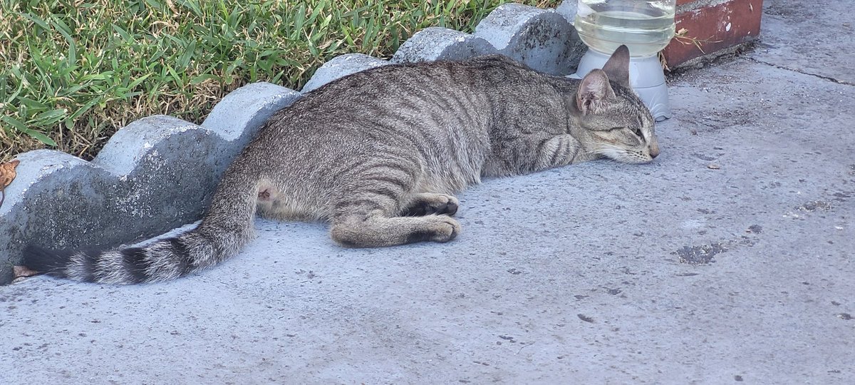 JennyJen68's tweet photo. #Caturday #GrayGray https://t.co/pLrgbmaz6j