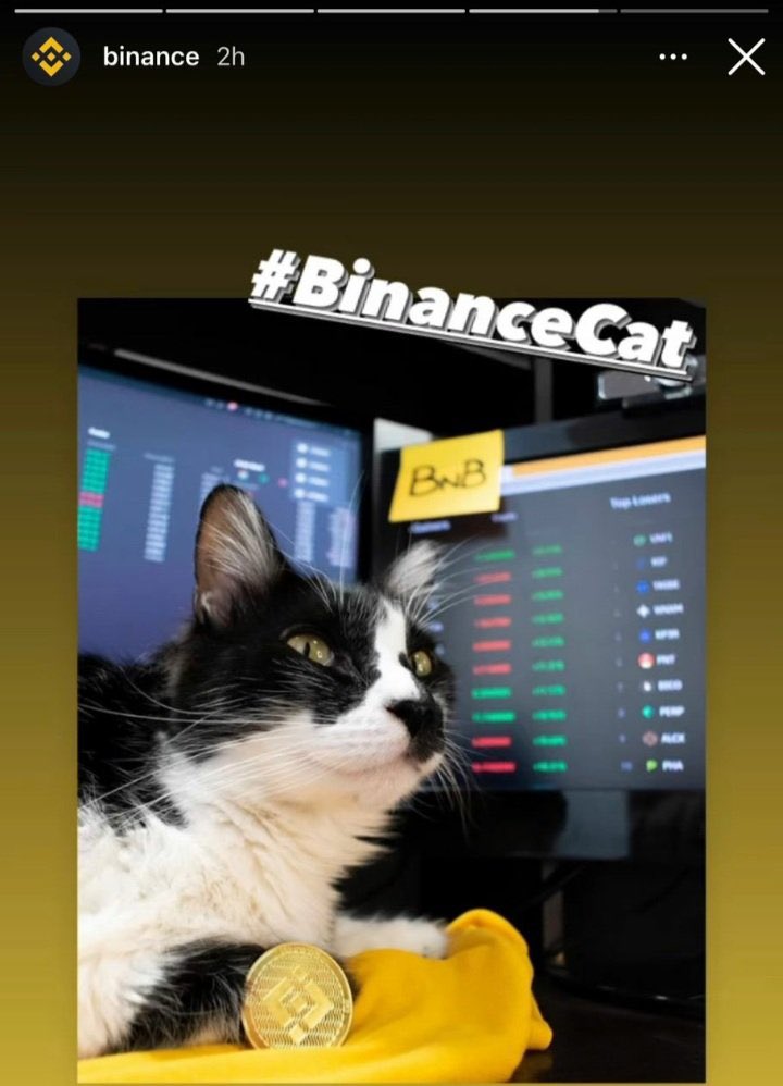 <a href="/BNBCHAIN/">BNB Chain</a> Binance Cat is the stongest community in the BNB Chain ecosystem 

Ca: 

0xc636782a837feee37Ccc29D58bdbB4BCBdD0ae1F