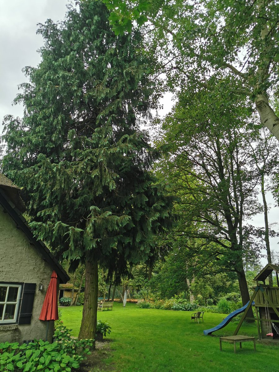 GerritHTR's tweet photo. Deze gaf problemen met de fundering, dus met pijn in het hart besloten de bewoners de boom toch maar te verwijderen. Vellen, verwerken tot stookhout en frezen, klus klaar.
#BoomVerwijderen #TreeRemoval #Stihl #MS261 https://t.co/wvczZCOMGv