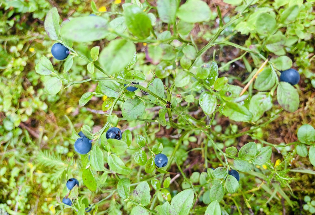 Pan-Hammarström lab tweet media