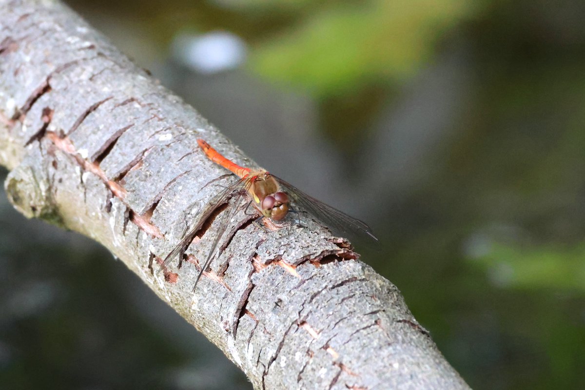 A new species of dragonfly in the wildlife pond! A Common Darter &amp; a beautiful one at that...
<a href="/BDSdragonflies/">British Dragonfly Society</a> <a href="/Kate_Bradbury/">Kate Bradbury 🏳️‍🌈</a> 
#wildlifepond #dragonfly #commondarter #dragonflies