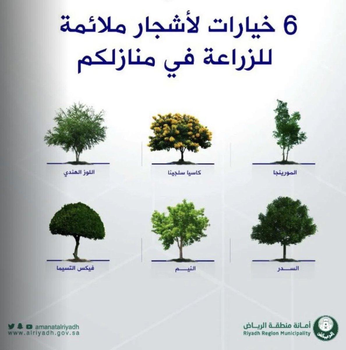 أمانة الرياض تضع شجرة المورينجا كخيار ملائم للزراعة في المنزل :
#الرياض #حائل #القصيم