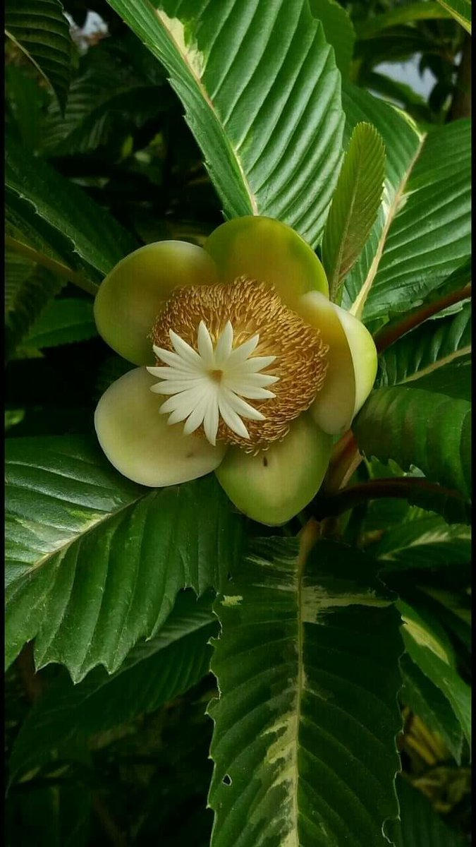 ✪ 𝑮𝑯𝑨𝒁𝑨𝑳✪ tweet media