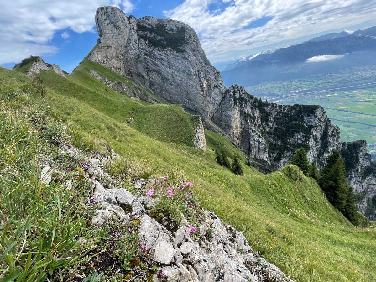 KonecnaVero's tweet photo. Happy to be in Montreal at #Evol2024 and excited to give a talk about Genomic basis of soil adaptation in the alpine carnation and range expansion facilitated by pleiotropy. Saturday at 4:15 pm 516A https://t.co/cZPKOoe95A