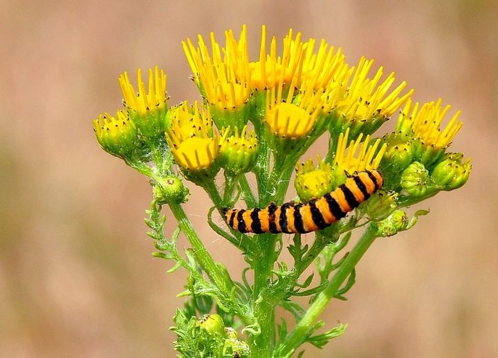 De Unge Biodiversitetsambassadører tweet media