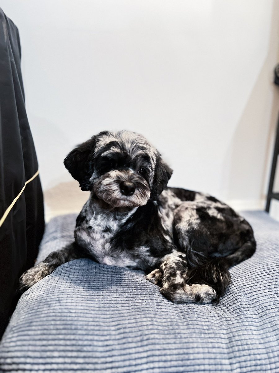 hashtagcavapoo's tweet photo. When i hear that treat bag crinklin’ 👀

#hashtagcavapoo #cavapoo https://t.co/zZ7mqiIqQ0