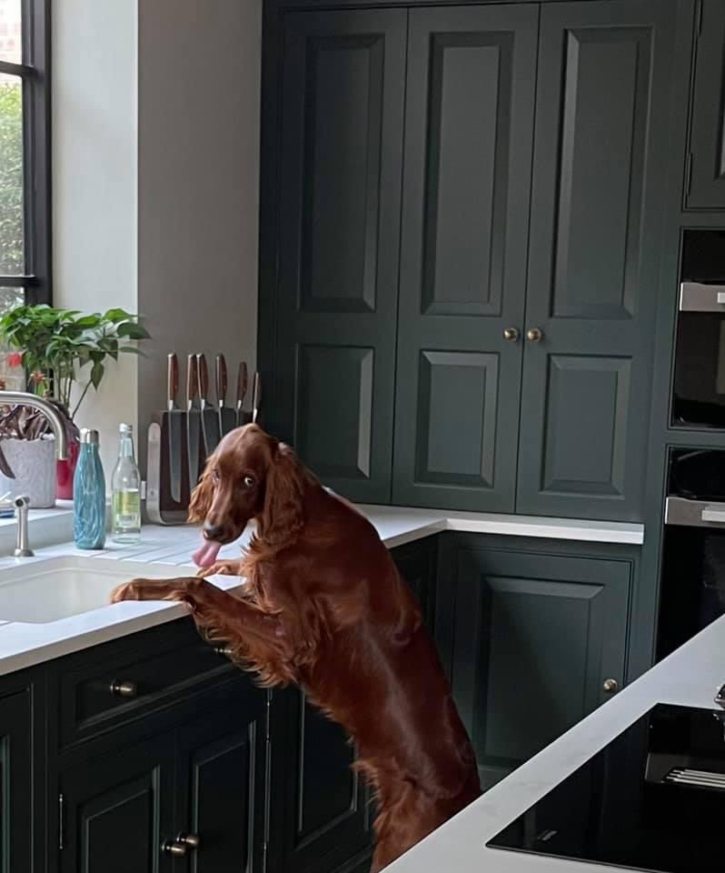 baronlordvader's tweet image. Meanwhile…
🤦🏻🤷🏻‍♂️🤣🐕
#Saturday #Setterlife