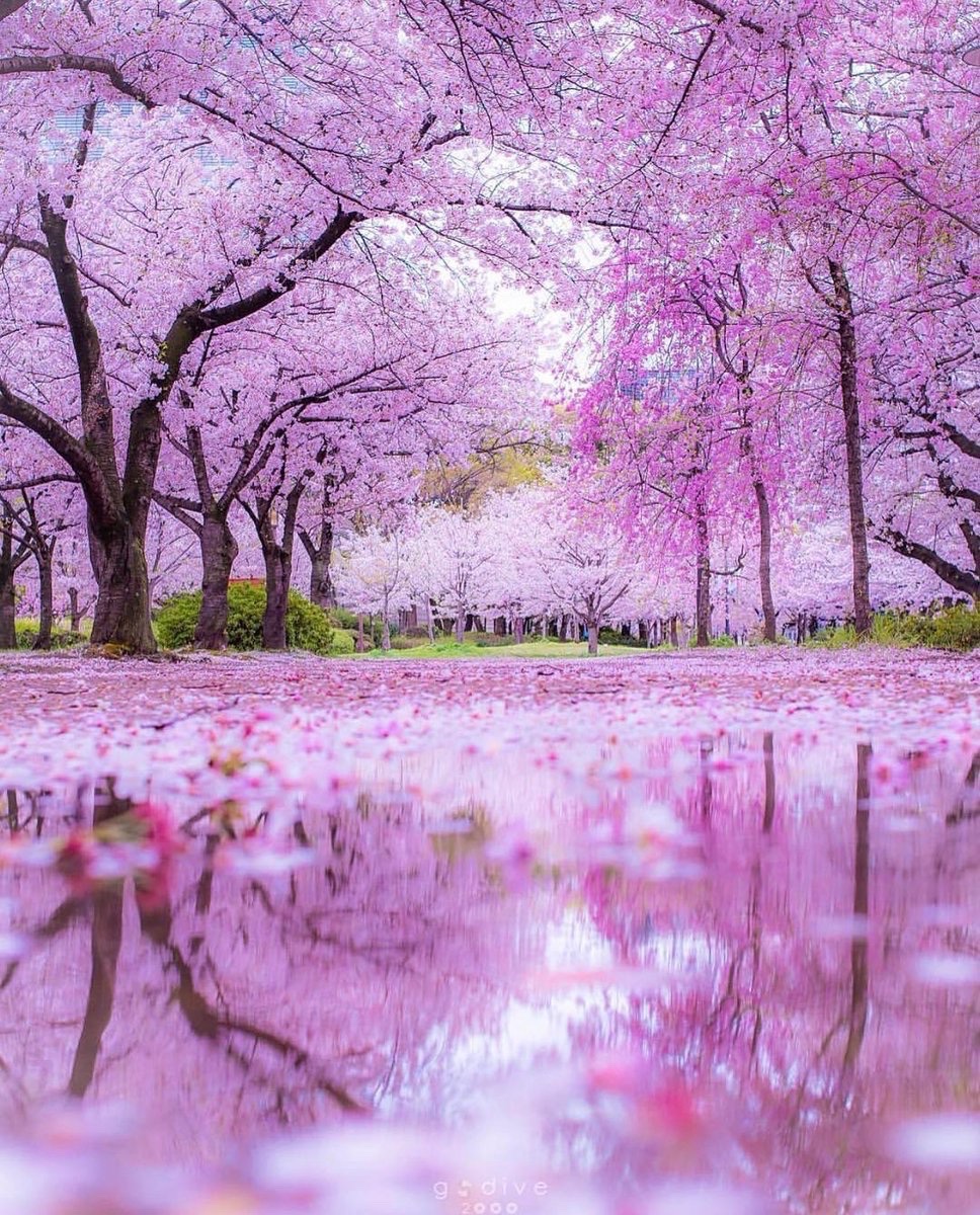 Cherry Blossom in Japan 🌸