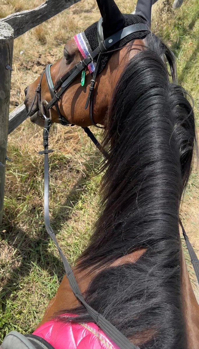 mWVuiEBc's tweet image. Escape the ordinary and embark on an equestrian adventure.