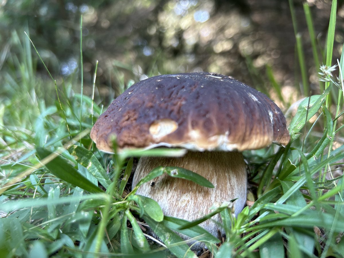 This one or this one?