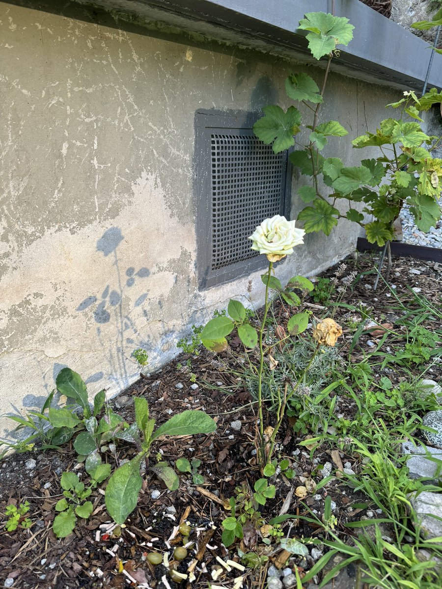 Wenn sich die Abendsonne 
in den Fenstern der Basilika spiegelt - und eine verwelkende Rose einen Schatten von sich selbst wirft wie
einst an ihrem ersten Tag. 
Dann ist Sommer. #weingarten #basilika #martinsberg