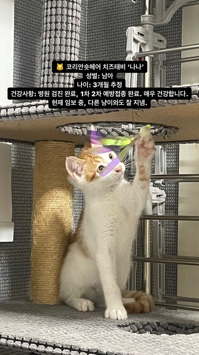 stchaikiwoogi's tweet photo. 지인이 임보 중인 아기 고양이 나나 입양 홍보합니다🐈

어미 길냥이를 중성화하려고 봤더니 새끼들이 있어서 다 구조하셨다고 합니다.
나나는 그 새끼들 중 하나
활발하고 겁쟁이, 그러나 쓰다듬어 주면 바로 골골거리는 개냥이

나나의 가족이 되어 주세요!

입양 문의: 인스타그램 @ ba_nana._.meow https://t.co/cHoFzFOL10