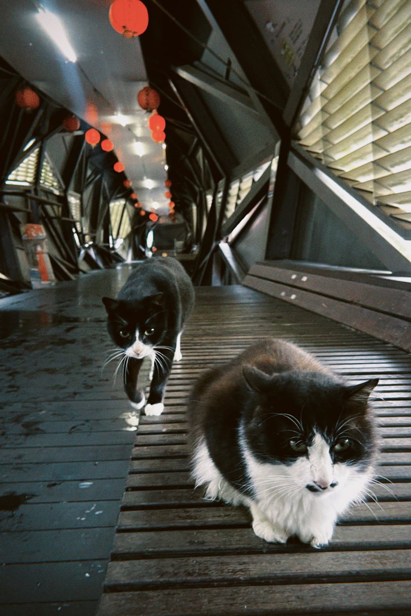 Ramimo77's tweet image. ねこねこ