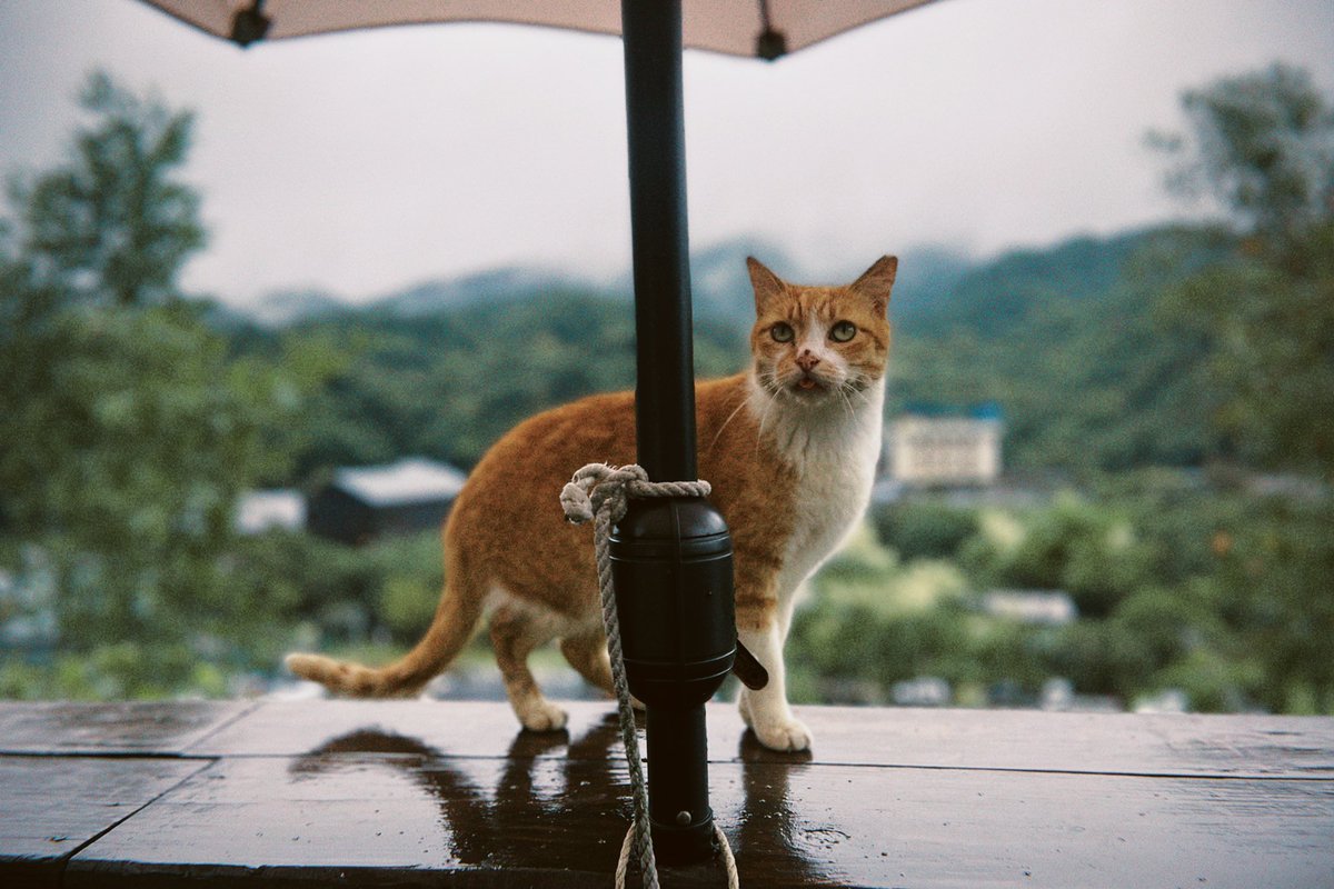 Ramimo77's tweet image. ねこねこ