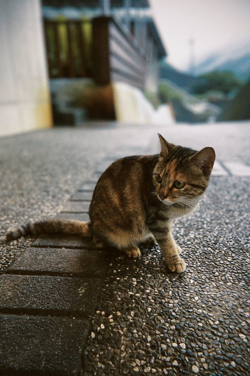 Ramimo77's tweet image. ねこねこ