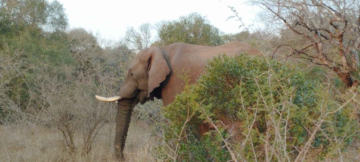 Ngiyabonga, salani kahle to all at <a href="/opwall/">Operation Wallacea</a> in South Africa. And of course to all from <a href="/kedst/">King Ed's</a> who travelled and laughed with us. Final stretch of our journey home now. What a trip!